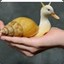 Snail duck