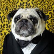 Mr_Pug_01