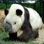 Westward Panda