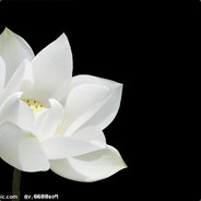 朕今儿涉险疯一回