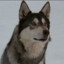 ADumbPuppy