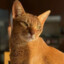 Jarvislechat