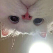 3232