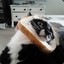 bread cat