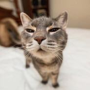 верни бр бр патап