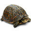 BoxxTurtle