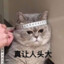 大头猫