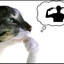 bugsncats