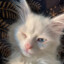 AlveZ-