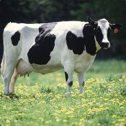 El Emo Cow
