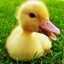 Baby Duck