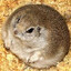 Helium Hamster