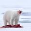 PolarBear13