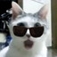 the CAT...
