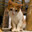 SkinnyMeow