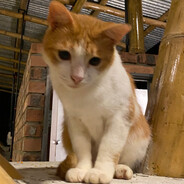 SkinnyMeow