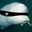 Bad Whale