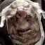 Vogon Poet