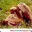 Erectile_Reptile