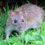 Rodent Rotator