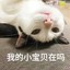 隔壁王猩猩