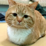 逍遥哥哥闯江湖