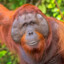 orangutan