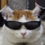 cool cat