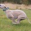 whippet