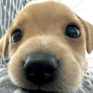 我想要回家吃饭