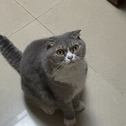 妮妮子