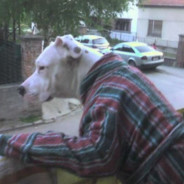 AssGrabWolf - steam id 76561197996810821