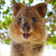 Quokka