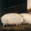 Stalwart Hog c.1850