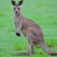 kangaroo