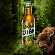Żubr