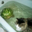 watermelon cat