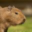 capybara