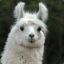 Magenta Llama