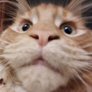 Тупояблоко