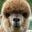 Alpaca