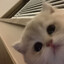 @akyu-+_-uuru_ruu+_-uuu_+-_ere++