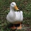 NiceDuck29