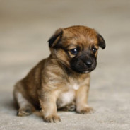 多次婉拒迪丽热巴