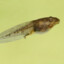 Tadpole