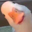 CHINALOEB