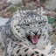 SNOWLEOPARD