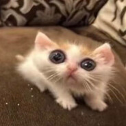 莫桑一梭叫春节十二响