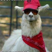 Gangsta LAMA - steam id 76561197964410697