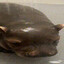 hippo
